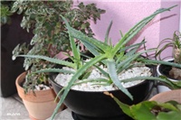 ae4e6750-IMG_8264 Aloe arborescens.jpg